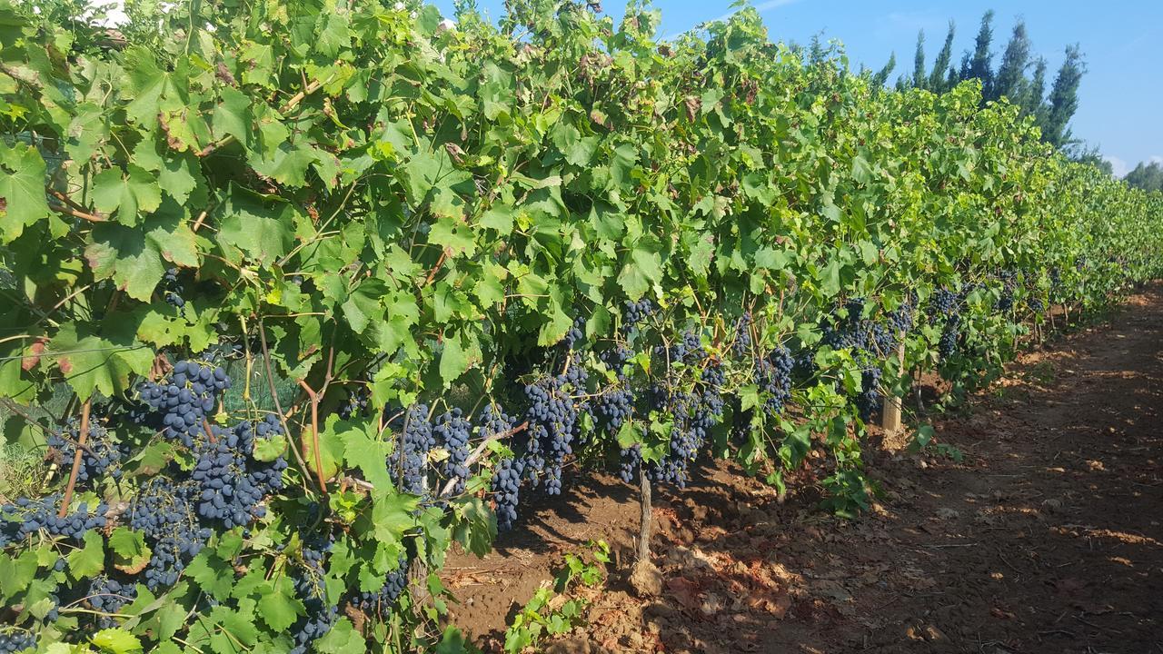 Agriturismo Sa Pramma Санта Мария ла Палма Екстериор снимка